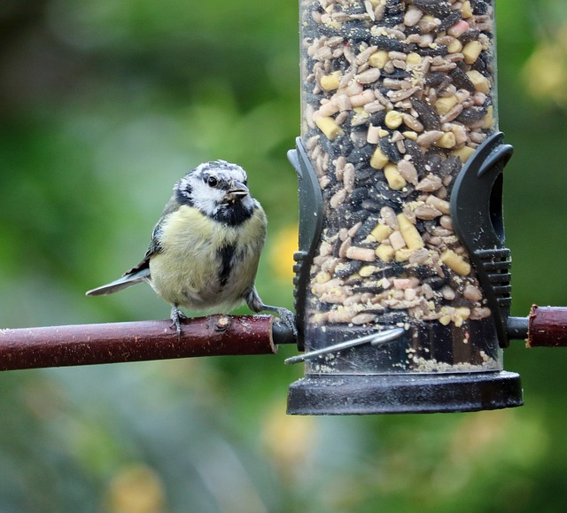 bird feeder