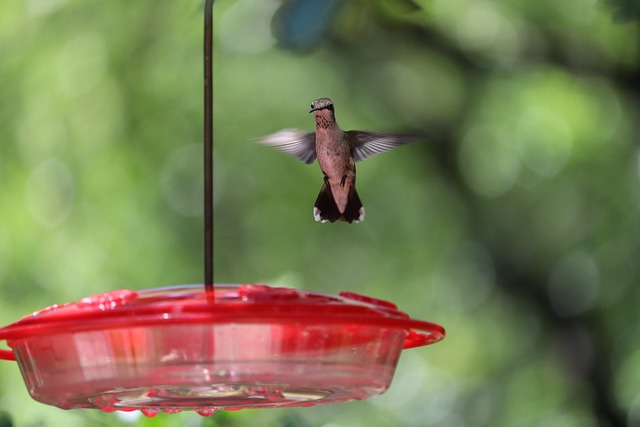 bird feeder