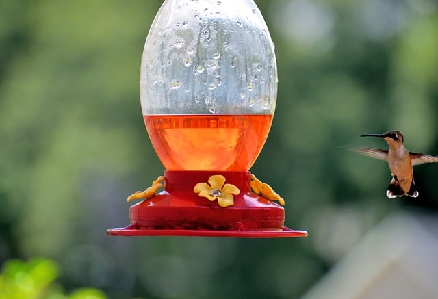 bird feeder