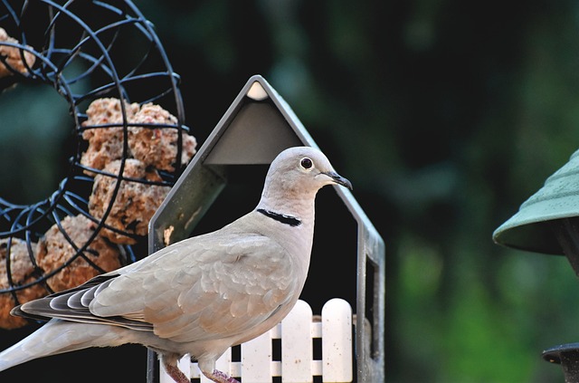 bird feeder
