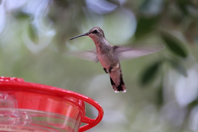 bird feeder