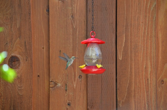 bird feeder