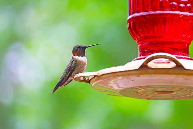 bird feeder