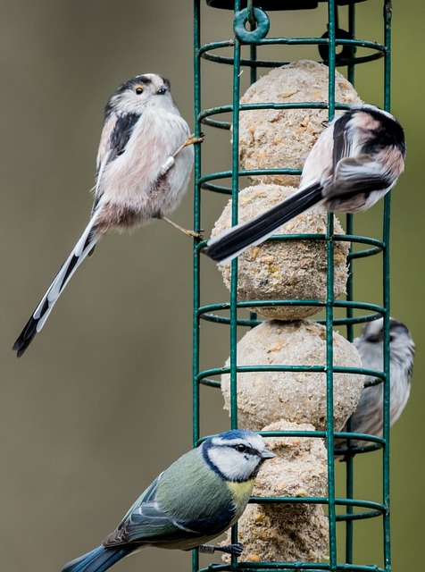 Feed Small Birds in London Without Spending a Fortune: Squirrel-Proofed Solution!