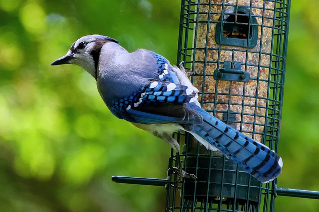 Squirrel Proof Feeder: Free Feed Birds, Save Money in Liverpool