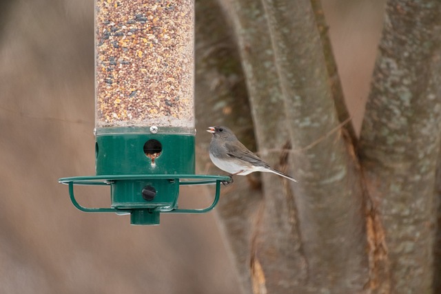 bird feeder