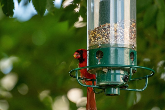 bird feeder