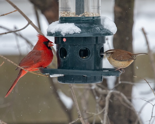 Squirrel-Proof Your Birds’ Feast: Durable Sheffield Feeder for Fat Balls