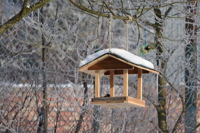 bird feeder