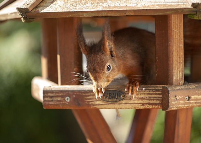 bird feeder