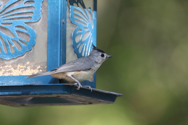 bird feeder