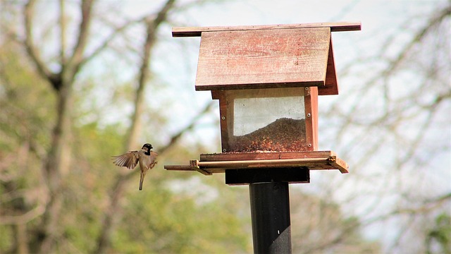 bird feeder