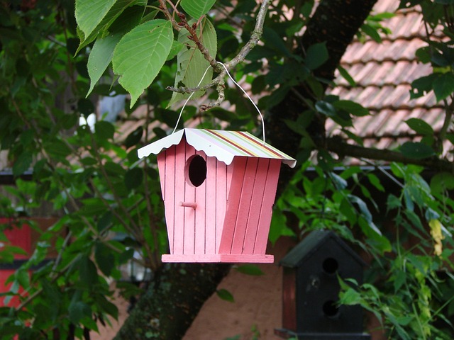 bird feeder