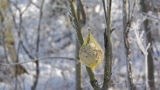Feed Your Flock Naturally &amp; Save: London's Top Bird Feeder Balls