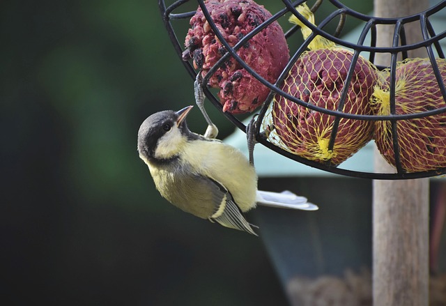 Attract &amp; Nourish Small Birds in Sheffield with Free Fat Balls!