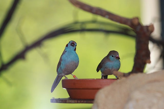 bird feeder