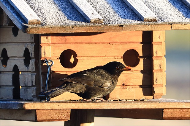 bird feeder