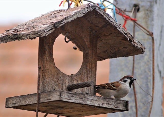 bird feeder
