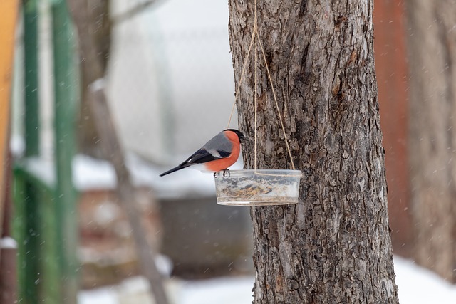 Revolutionize Your Garden: Rust-Free Bird Feeder for Fat Balls in Leicester