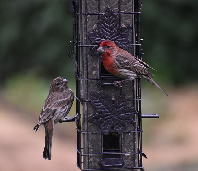 bird feeder