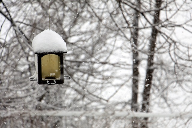 bird feeder