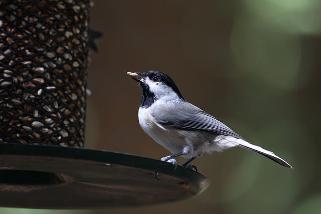 bird feeder