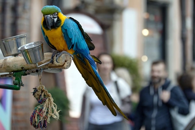 bird feeder