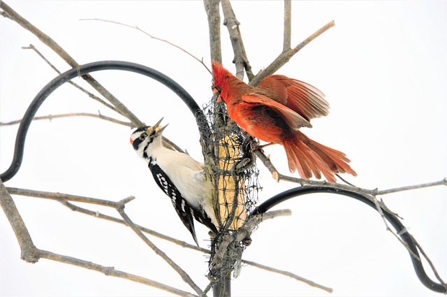 Attract Birds with Free Dried Mealworm Fat Balls for Leeds Gardens