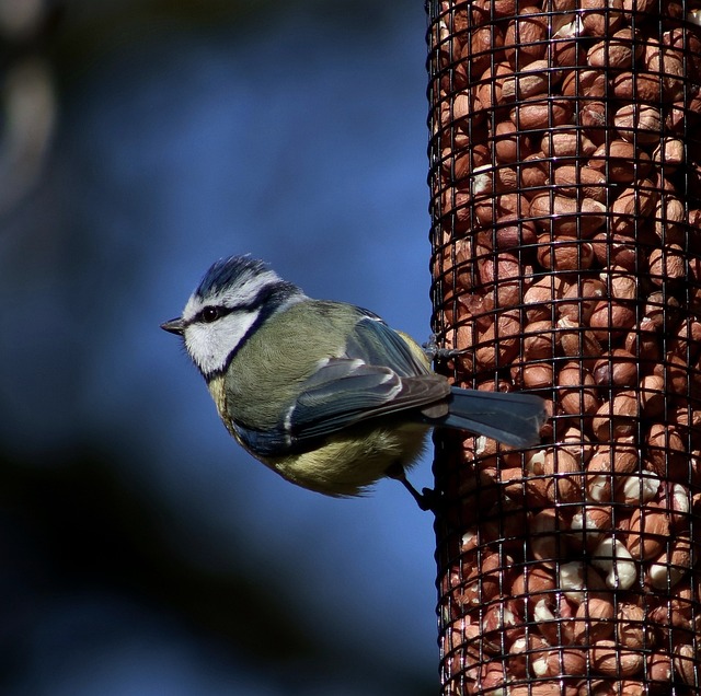 Birmingham’s Birds: Save Money, Enjoy Delicious Peanuts with New Fat Balls