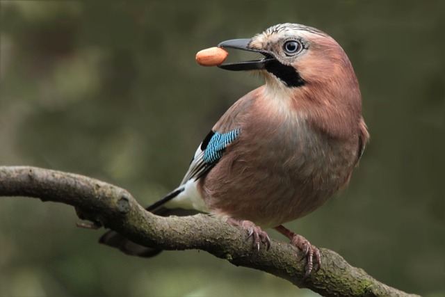 🌰 **Liverpool’s Freshest Peanuts for Birds – Reseal, Save, Enjoy!** 🦜