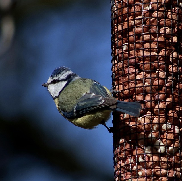 Save Big on Top-Quality Peanuts for Leicester Birds