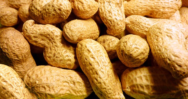 Securely Feed Birmingham's Birds: New, Squirrel-Proof Peanut Feeder!
