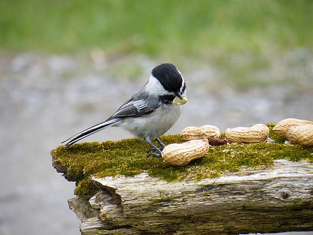 Bulk Buy Peanuts for Birds in Bradford: Save Big on Top Quality Stock!