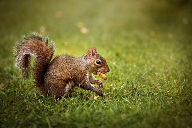 peanuts