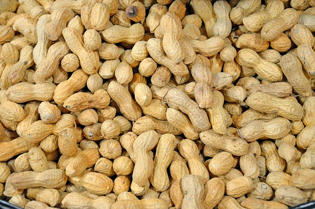 Feed Your Liverpool Birds Cost-Effortlessly with Peanut &amp; Nectar Dispenser