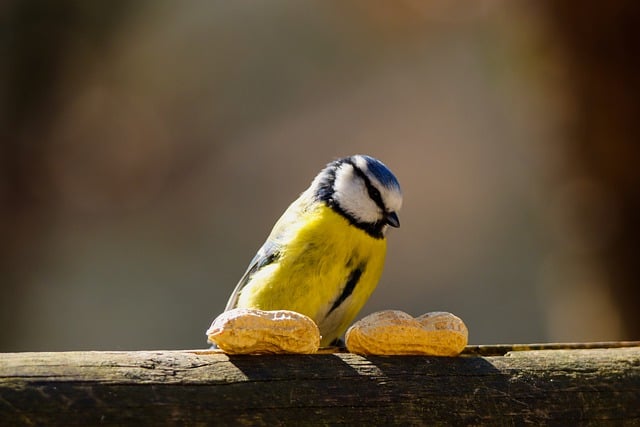 Feed Birmingham’s Flocks: Affordable Peanuts & Seeds in One Feeder