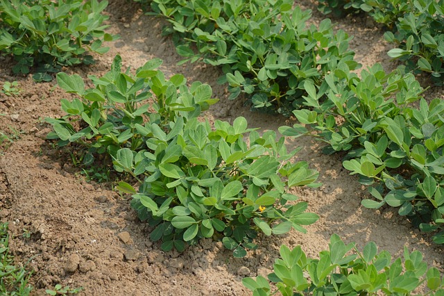 Liverpool’s Freshest Peanuts: Reseal, Save, Enjoy – Free Delivery!