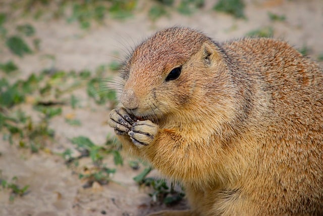 Transform Your Garden: Quick & Easy Peanut Feeding with Guardian Liverpool