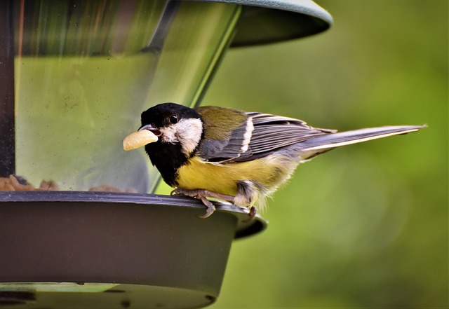 Feed Your Feathered Friends in Style: Top-Quality Peanuts Delivered to Bristol!
