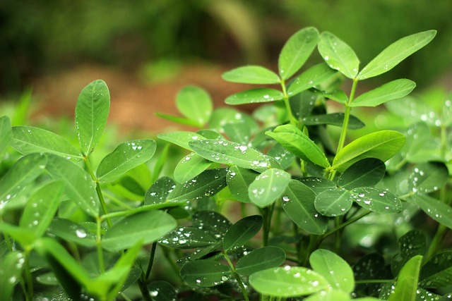 Manchester's Top Deal: Premium Peanuts, Unbeatable Value for Feathered Friends!