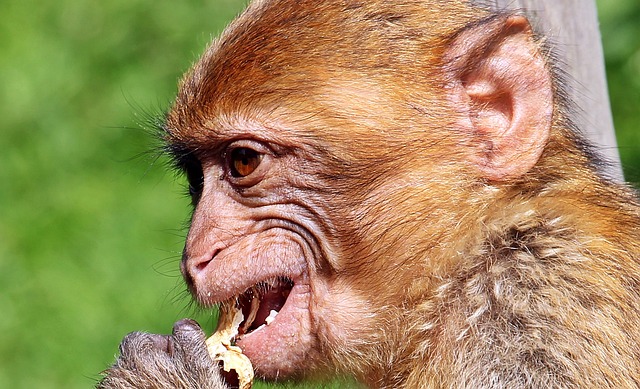 Feed Birds Effortlessly in Liverpool: Save Money with Squirrel-Proof Adjustable Peanut Feeder!