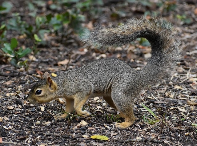 peanuts