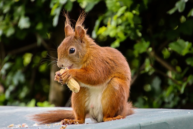 squirrel