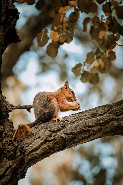squirrel