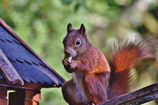 Squirrel-Proof Your Feeder: Save Money, Free Birds, Best Small Options in Manchester