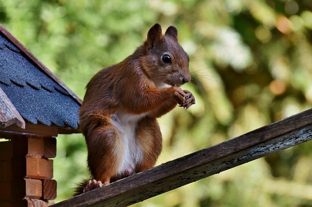 squirrel