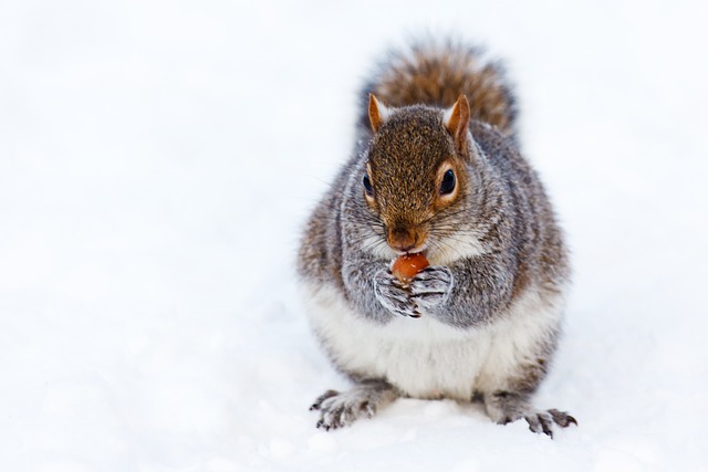 squirrel