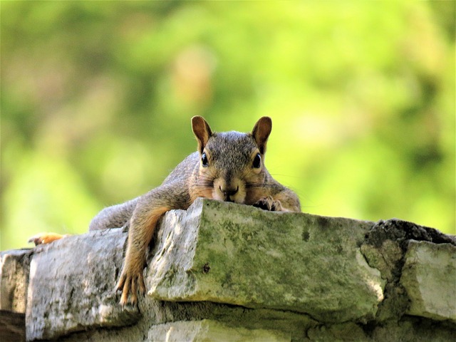 squirrel-640x480-17516856.jpeg