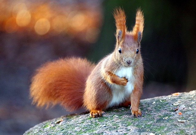 squirrel