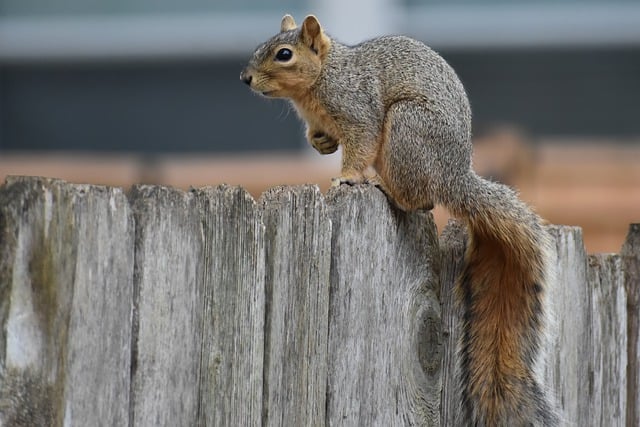 squirrel